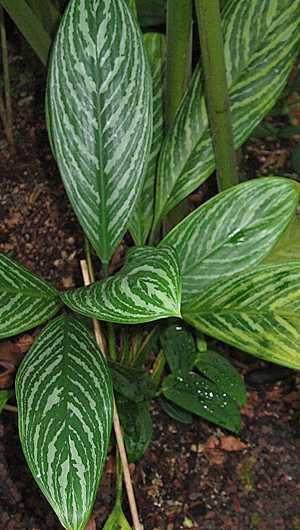 Aglaonema Nitidum